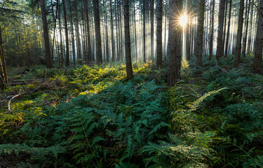 Fototapeta premium morning in the forest