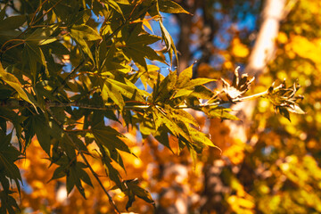 Autumn Leaves color of maple leaf. red yellow Orange Leaves foliage falling in forest, colorful seasonal of October and November background or wallpaper. halloween. Natural or environmental display.