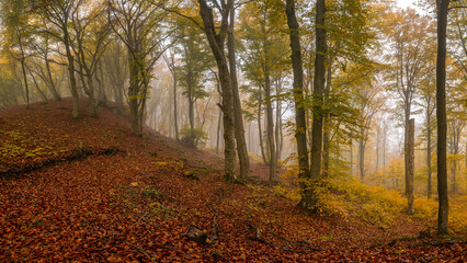 Obraz premium Autumn forest panorama