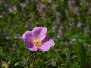 Dzika róża piękny kolorowy kwiat rosnący w Europie © Maciej