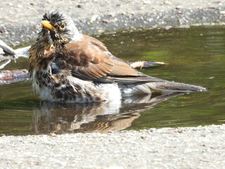 Kwiczoł mały brązowy ptak siedzący w kałuży © Maciej