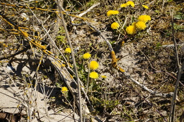 dandelion flowers on the beach of Island Hiddensee in Mecklenburg-Vorpommern ( Germany)