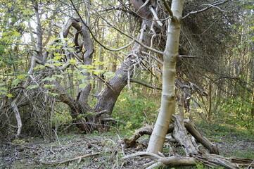 Fototapeta premium magic trees on Island Hiddensee in Mecklenburg-Vorpommern ( Germany)