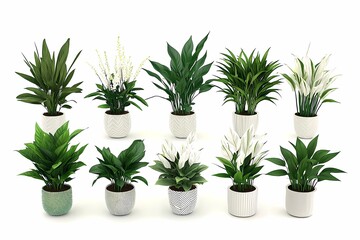 Fototapeta premium Indoor Plants Collection in Decorative Pots for Home Decoration