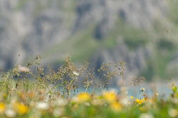Fototapeta premium Close up view of seeds of wild grasses in an alpine meadow. Mountians in the background and a part of an alpine lake in the background. Some other white and yellow wild flowers in the background, out 