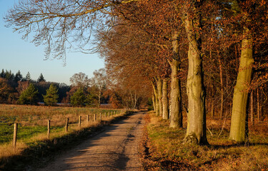 Autumn rural road