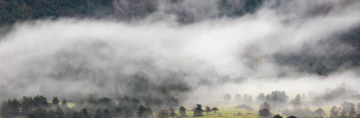 panormica of forest with mist and cows grazing in green field 