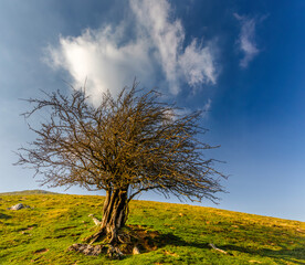 Solitary high mountain tree