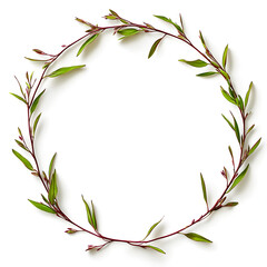 aerial view of rooibos leaves and branches, forming a ring, on a white background


