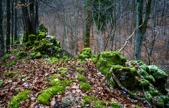 moss in the forest - Powered by Adobe