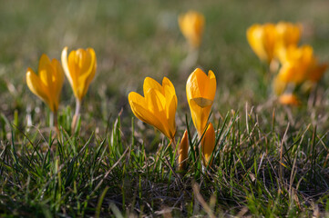 Field of flowering crocus vernus plants, group of bright colorful early spring flowers in bloom