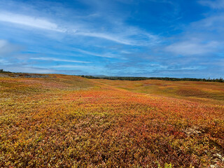 Blueberry field in New Brunswick, Canada