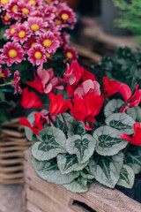 Beautiful Beautiful pink red cyclamen flowers in a pot at the Flower shop. Close up.pink red cyclamen flowers in a pot at the Flower shop.