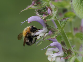 Trzmiel (Bombus) poszukujący nektaru wśród kwiatów w ogrodzie