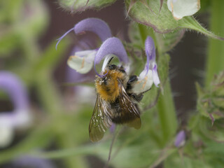 Trzmiel (Bombus) poszukujący nektaru wśród kwiatów w ogrodzie © Nature Observatory