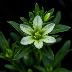 Delicate green and white flower blooming in the dark