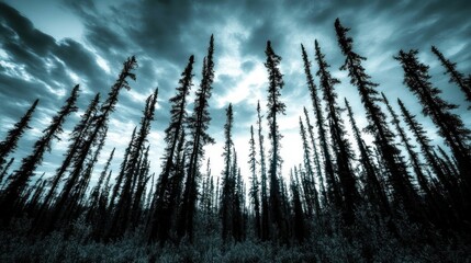 Tall Dark Trees Underneath a Stormy Sky
