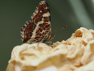 Motyl rusałka kratkowiec na suchym kwiatku róży © Nature Observatory