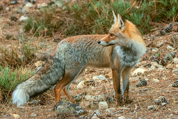 Zorro común o rojo, en el parque natural de Cazorla, Segura y Las Villas.