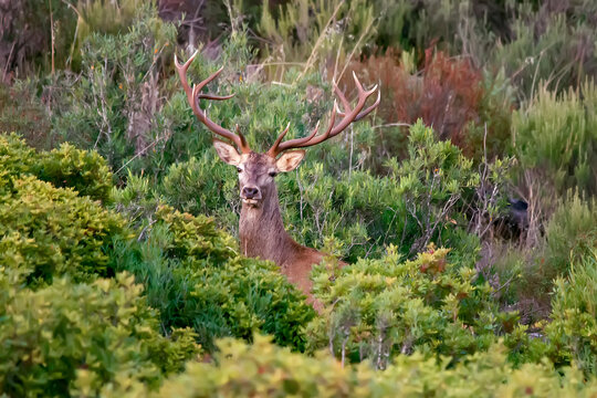 Ciervo en &eacute;poca de berrea, en el parque natural de Cazorla, Segura y Las Villas.
