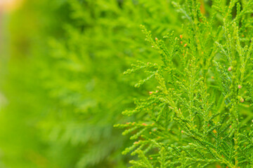 Fototapeta premium Green spring bright green background focal branches of cypress bushes in foreground right background against blurred background left background with receding perspective