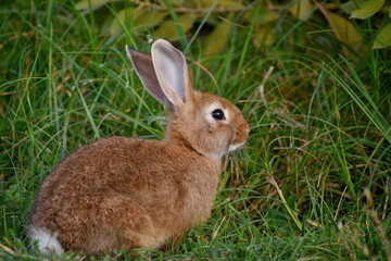 Fototapeta premium Little red rabbit sitting sideways on the grass