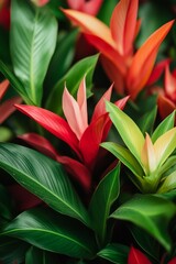 Obraz premium A detailed close-up photo showcases an array of vivid tropical plants, highlighting their rich red and green leaves, creating a lively display of natural beauty.