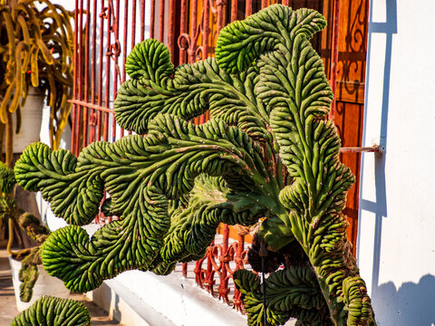 Peru, Plant