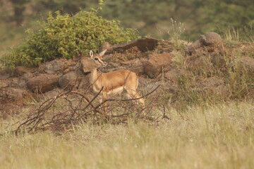 This image captures a Chinkara, also known as the Indian Gazelle, in its natural habitat at Mayureshwar Wildlife Sanctuary. The Chinkara stands gracefully amidst dry grasslands, blending seamlessly