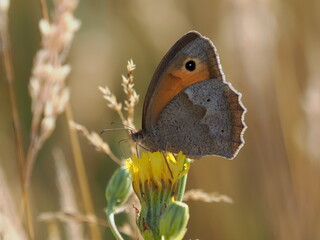 Motyl przestrojnik jurtina (Maniola jurtina) wśród kwiatów i traw na łące © Nature Observatory