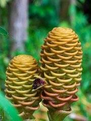 Amazonas