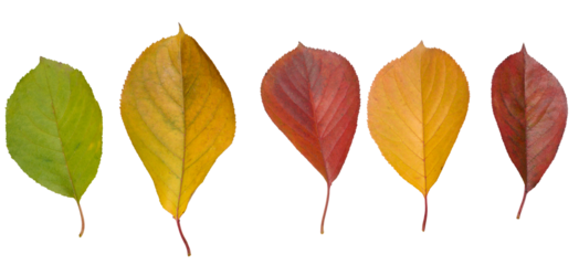 Green, yellow and red cherry tree leaves on isolated background, cyclicity of nature