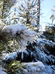 Tannenzweig gefroren
