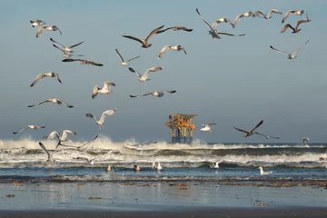  Offshore production platform near the Dutch island Ameland, beach, breaking waves and gulls in the foreground  © Matauw