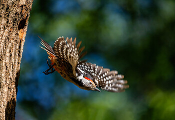 bird woodpecker flew out of nest in tree hollow spreading wings