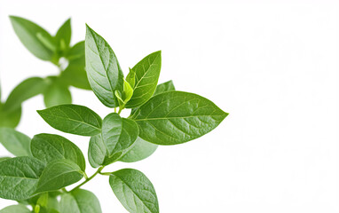 Fototapeta premium Young Green Plant Sprouting from Soil Against a Minimalist Background, Symbolizing Growth, Renewal, and Sustainability