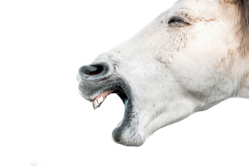 horse muzzle yawn tension release close-up equine animal