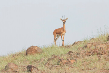 This image captures a Chinkara, also known as the Indian Gazelle, in its natural habitat at Mayureshwar Wildlife Sanctuary. The Chinkara stands gracefully amidst dry grasslands