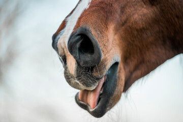 horse muzzle yawn tension release close-up equine animal