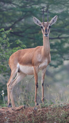 This image captures a Chinkara, also known as the Indian Gazelle, in its natural habitat at Mayureshwar Wildlife Sanctuary. The Chinkara stands gracefully amidst dry grasslands