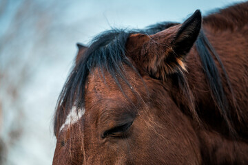 grumpy looking horse eye equine close-up animal