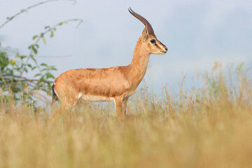 Naklejka premium This image captures a Chinkara, also known as the Indian Gazelle, in its natural habitat at Mayureshwar Wildlife Sanctuary. The Chinkara stands gracefully amidst dry grasslands