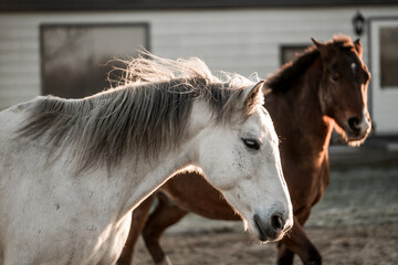 Obraz premium portrait of a horse