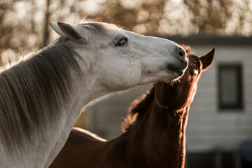 horse equine play in paddock paradise animal happy fun