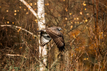 buzzard bird flying away from the camera