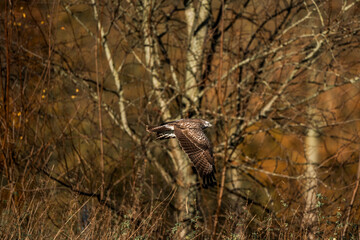 buzzard bird flying away from the camera