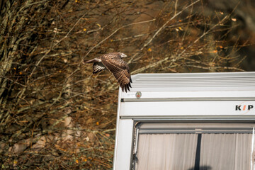 buzzard bird flying away from the camera