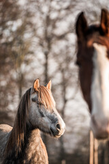 beautiful grey pony horse mare portrait with winter coat and long mane