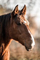 brown horse lusitano mare with winter coat portrait 