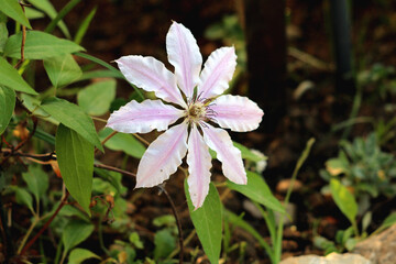 Clematis Nelly Moser or Leather flower Nelly Moser easy care perennial medium sized deciduous climber vine flowering plant with large leathery star shaped flower with eight rosy lilac sepals